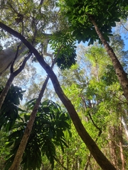 Davidsonia jerseyana