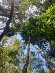 Davidsonia jerseyana