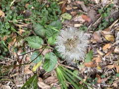 Gerbera cordata
