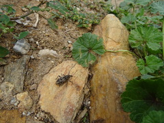 Coniocleonus excoriatus