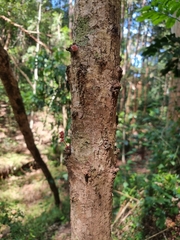 Davidsonia jerseyana