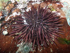Heliocidaris erythrogramma