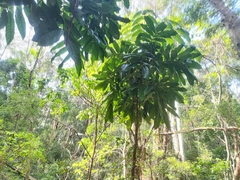 Davidsonia jerseyana