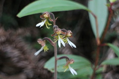 Anoectochilus formosanus