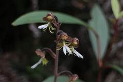 Anoectochilus formosanus