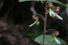 Anoectochilus formosanus