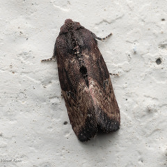 Elusa antennata