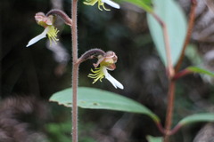 Anoectochilus formosanus