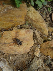 Coniocleonus excoriatus