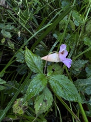 Impatiens uniflora