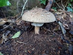Echinoderma