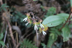 Anoectochilus formosanus