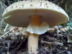 Echinoderma