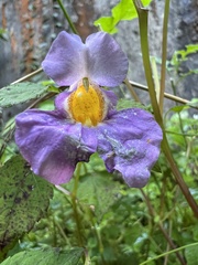 Impatiens uniflora