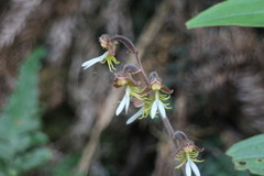 Anoectochilus formosanus