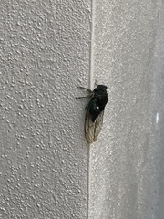 Neotibicen tibicen australis