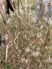 Andropogon ternarius