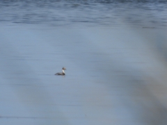 Podiceps occipitalis