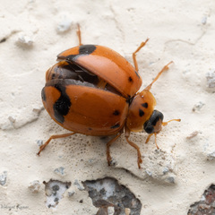 Harmonia