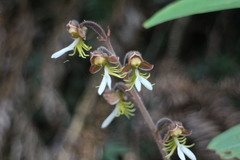 Anoectochilus formosanus