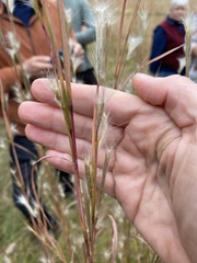 Andropogon ternarius