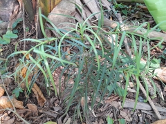Afrocarpus falcatus