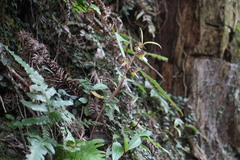 Anoectochilus formosanus