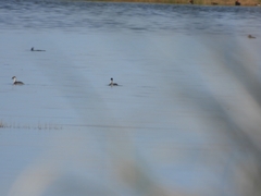 Podiceps occipitalis