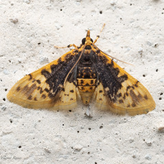 Margaroniini