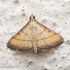 Cnaphalocrocis medinalis