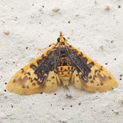 Margaroniini