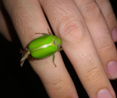 Anoplognathus prasinus