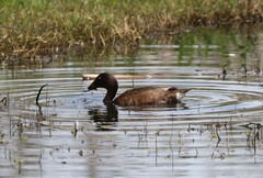 Aythya australis