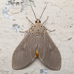 Asota