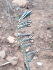 Dipcadi brevifolium