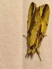 Ecnomodes sagittaria