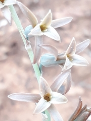 Dipcadi brevifolium
