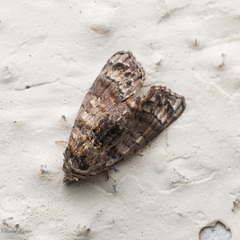 Chlumetia