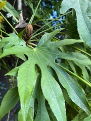 Fatsia polycarpa