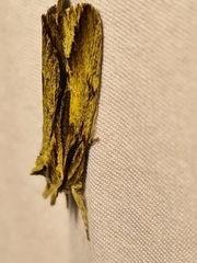 Ecnomodes sagittaria