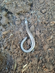 Hemiergis decresiensis