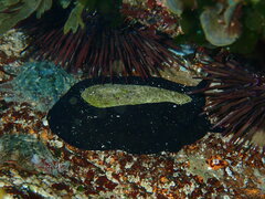 Scutus antipodes