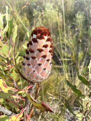 Protea speciosa