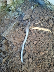 Hemiergis decresiensis