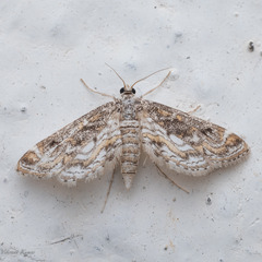 Parapoynx diminutalis