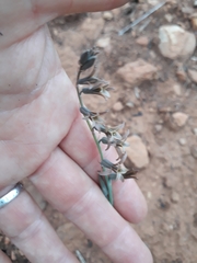 Dipcadi brevifolium