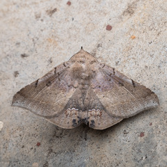 Macaldenia