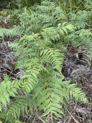 Pteridium aquilinum capense