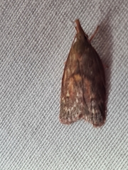 Enchocrates glaucopis