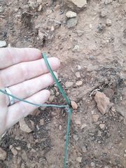 Dipcadi brevifolium